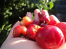 水果,acelora,紅色