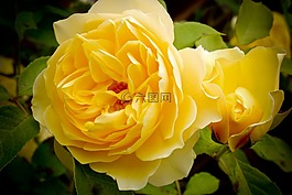 花,自然,玫瑰