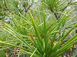 性質(zhì),植物,針
