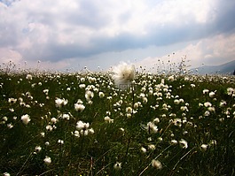 羅馬尼亞,草,鮮花