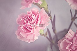 香石竹,開(kāi)花,粉紅色
