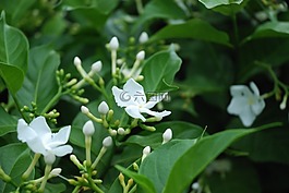 花,白,野花