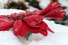 非洲菊,開花,花