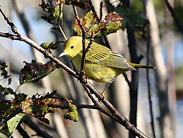 黃鶯,鳥,樹