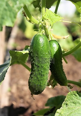 黃瓜,綠色,蔬菜