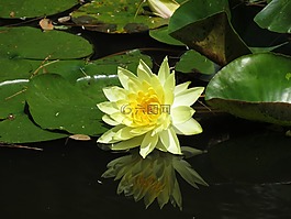 水百合,花,文化遺產(chǎn)博物館