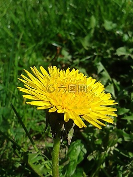 春天,蒲公英,黃色