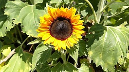 向日葵,花瓣,花園