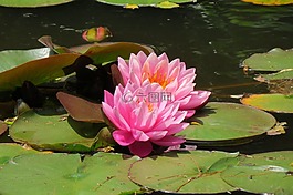水百合,花,文化遺產(chǎn)博物館