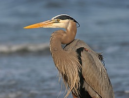 大藍鷺,鷺,鳥