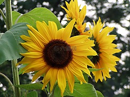 太陽花,性質,鮮花