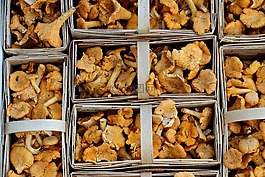 蘑菇,chanterelles,市場