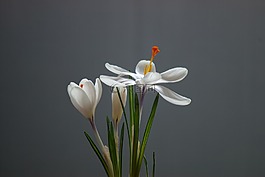 性質(zhì),沒有一個(gè)人,花卉