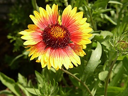 花,黃色,夏季