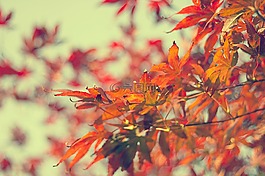 花,紅色,花瓣