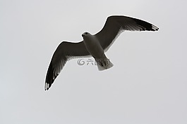 鳥,海鷗,飛