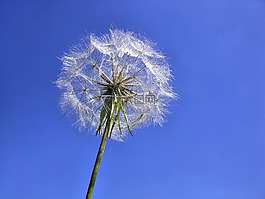 蒲公英,夏季,性質(zhì)