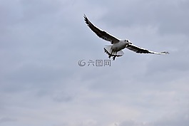 鳥,海鷗,飛行