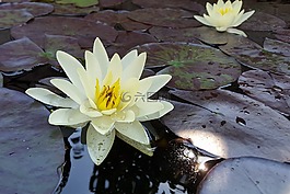 莉莉,水,池塘