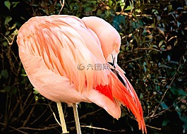 火烈鳥(niǎo),野生動(dòng)物,鳥(niǎo)