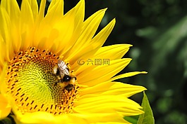 關(guān)閉,太陽花,赫梅爾