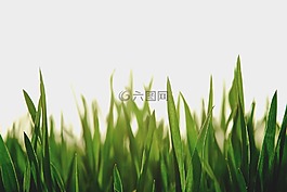 自然,景觀,草