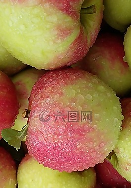 苹果,elstar 苹果,露水