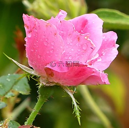 粉紅色,玫瑰,花