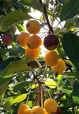 點(diǎn)綴,背光,性質(zhì)