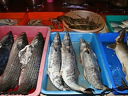 魚,捕捉,新鮮