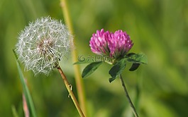 蒲公英,花,宏