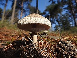 蘑菇,性質(zhì),秋季