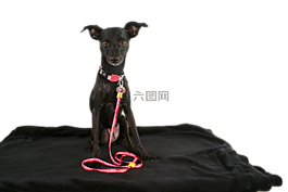 狗,黑犬,宠物