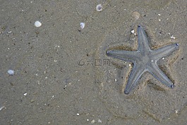 海星,海滩,自然
