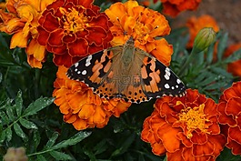 蝴蝶,橙花,花園
