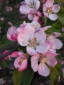花,花園,植物