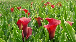 馬蹄蓮,紅色,鮮花