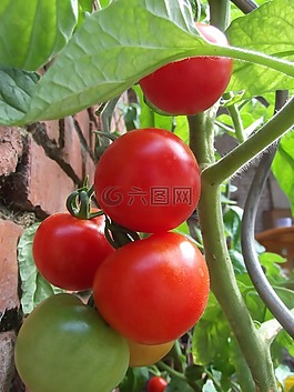 番茄,廠,蔬菜
