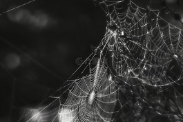 蜘蛛,web,蛛網