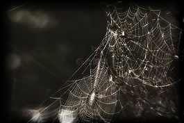 蜘蛛,web,蛛網(wǎng)