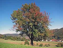 德國(guó),景觀,秋