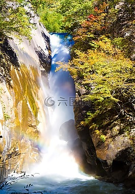 日本,森林,樹