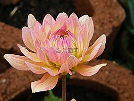 嬌琴紗,花園大麗花,達利拉