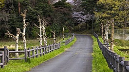 小路,田野,枯樹