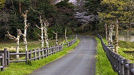 小路,田野,枯樹