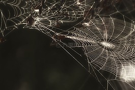 蜘蛛,web,蛛網