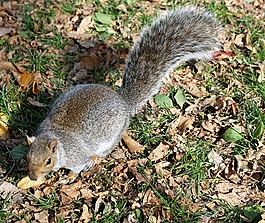松鼠,動物,公園