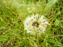 蒲公英,花,性質(zhì)