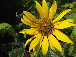 花,太陽花,黃色