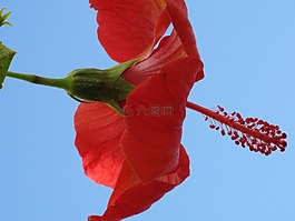 花卉,熱帶地區,hybiscus